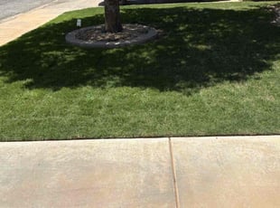 Margarita T.'s turf maintenance service result