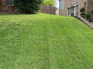 Walter H.'s turf care service result