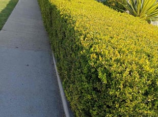 Marianne W.'s Bush Trimming service result