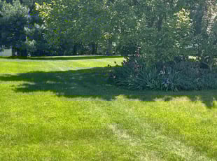 Ian G.'s lawn maintenance service result