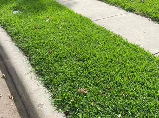 Lillie K.'s lawn maintenance service result