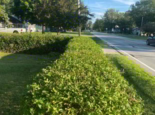 Megan T.'s Bush Trimming service result