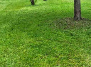 Evelyn C.'s grass cutting service result