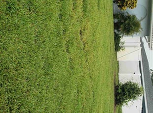 Stephanie B.'s grass maintenance service result