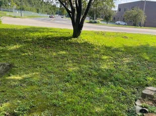Melissa S.'s lawn care service result