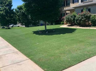 Alexandria P.'s lawn maintenance service result