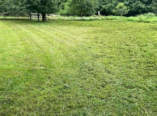 Ardalia M.'s turf maintenance service result