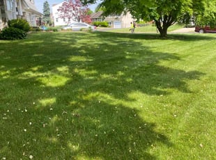 Christopher K.'s lawn care service result