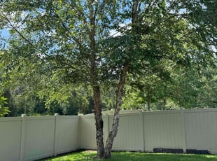 Koa B.'s Tree Trimming service result