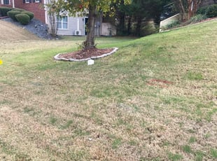 Eric M.'s Leaf Removal service result