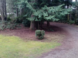 Teresa G.'s Leaf Removal service result