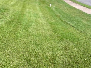 Kennedy P.'s grass maintenance service result