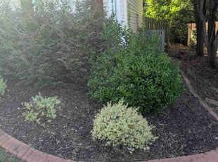 Pamela H.'s grass cutting service result