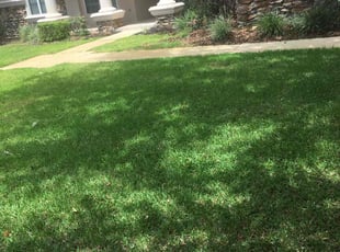 Phillip M.'s turf care service result