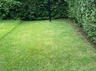 Dana D.'s lawn care service result