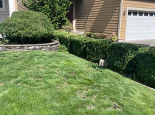 Susan R.'s Bush Trimming service result