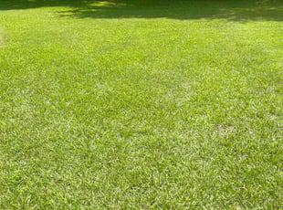 Derrick H.'s turf maintenance service result