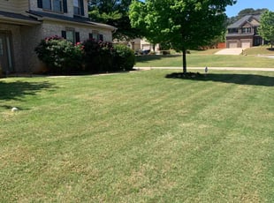 Michele L.'s grass maintenance service result