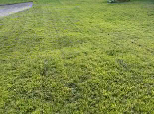 Jane K.'s lawn maintenance service result