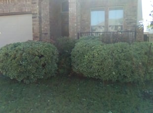 Ivy V.'s Bush Trimming service result