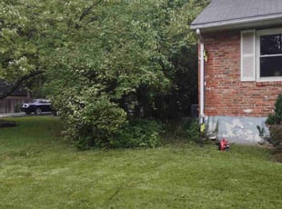 Eileen J.'s Bush Trimming service result