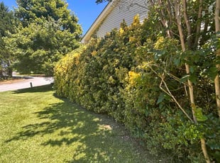 Jay J.'s Bush Trimming service result