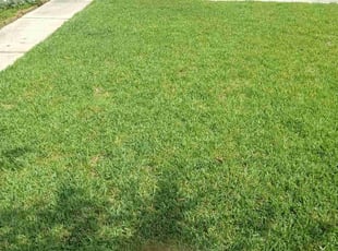 Lalit T.'s turf care service result