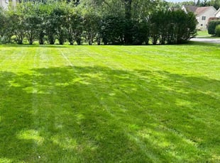 Nancy D.'s grass cutting service result