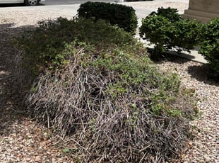 Luxi G.'s Bush Trimming service result