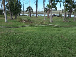 Karen W.'s turf care service result