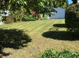Valencia H.'s grass cutting service result
