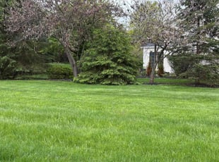 Fran F.'s grass cutting service result