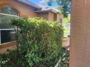 Nancy D.'s Bush Trimming service result