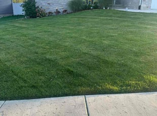 Lynn N.'s grass maintenance service result