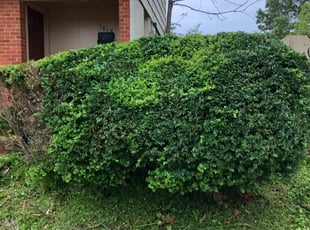 Lonnie B.'s Bush Trimming service result