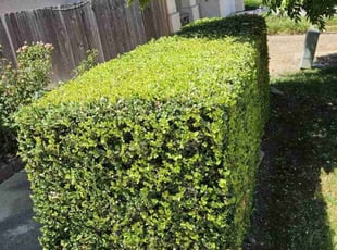 Stephanie M.'s Bush Trimming service result