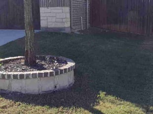 Anibal D.'s turf maintenance service result