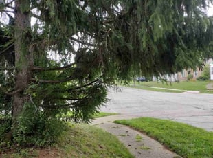 Emmanuel L.'s Bush Trimming service result