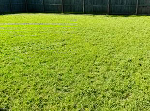 Emerald S.'s grass maintenance service result