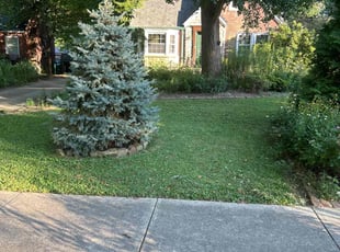 Lily R.'s grass cutting service result