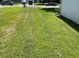 Shalon P.'s turf care service result