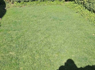 Yvonne P.'s lawn care services service result