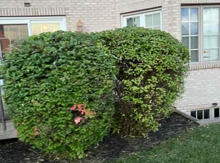 David L.'s Bush Trimming service result