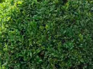 Lan S.'s Bush Trimming service result