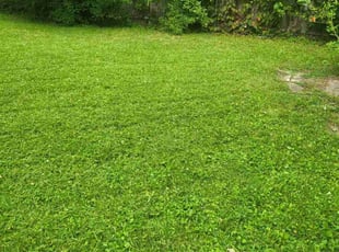 Darren T.'s grass cutting service result