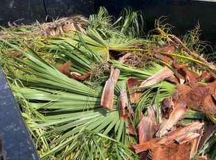 Lindsieh G.'s Tree Care service result