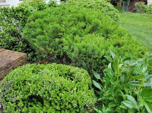 Rodney C.'s Bush Trimming service result