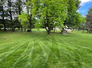 Arjun B.'s turf care service result