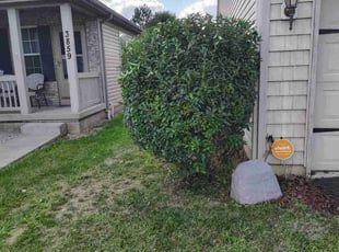 Judy R.'s Bush Trimming service result