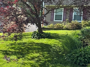 Iris C.'s lawn service service result